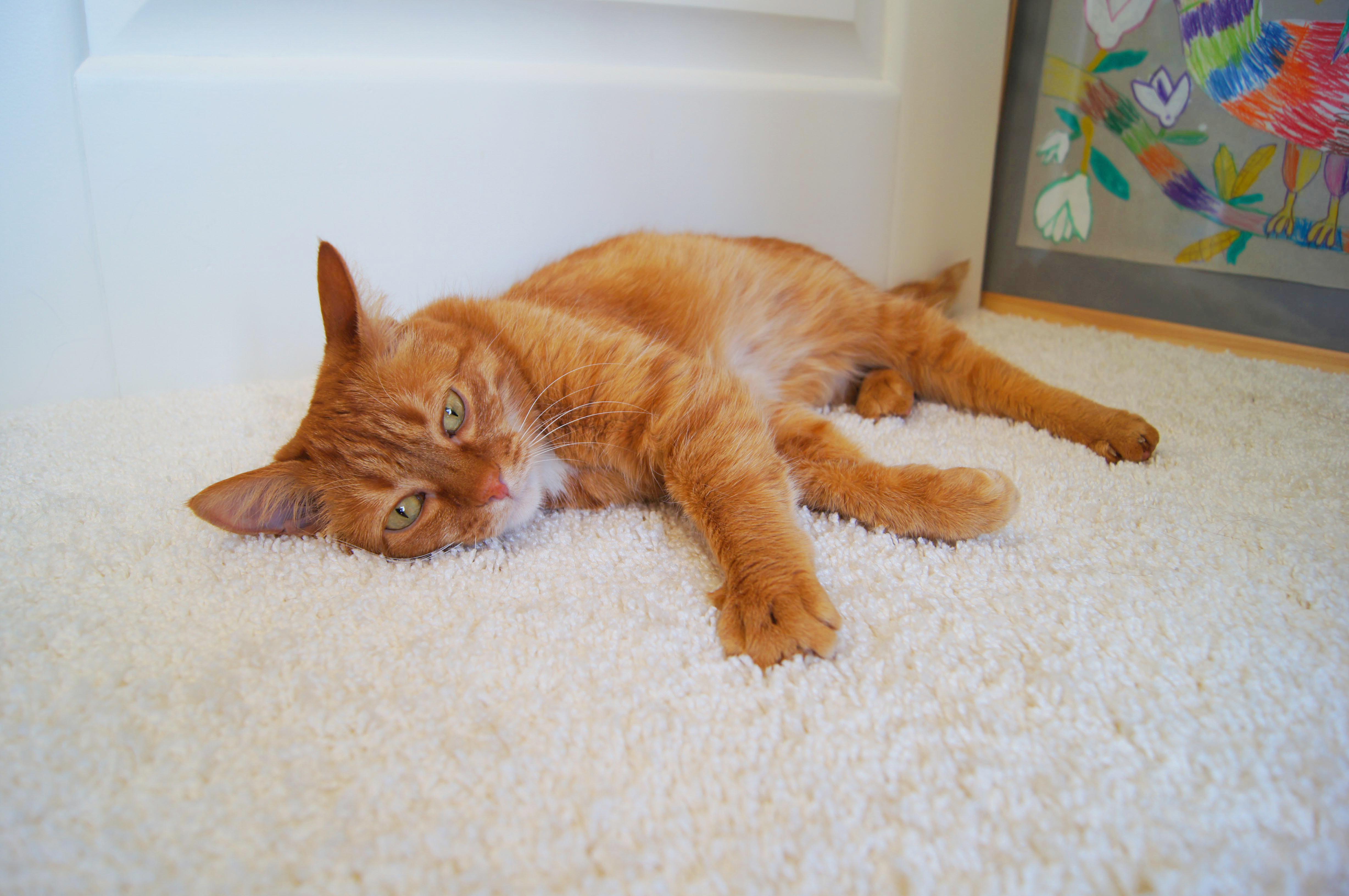 Ковролин "Зартекс" Amarena 057 темно-палевый (4м) — купить в Сургуте